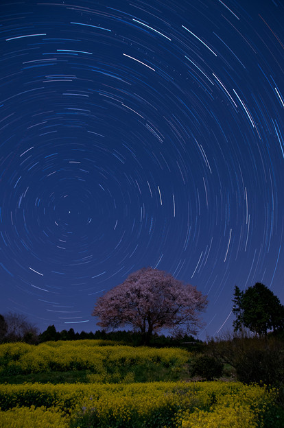 写真: 星を見上げる一本桜