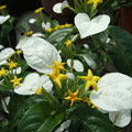 写真: コンロンカ（ハンカチの花）FP F11(1) 0302
