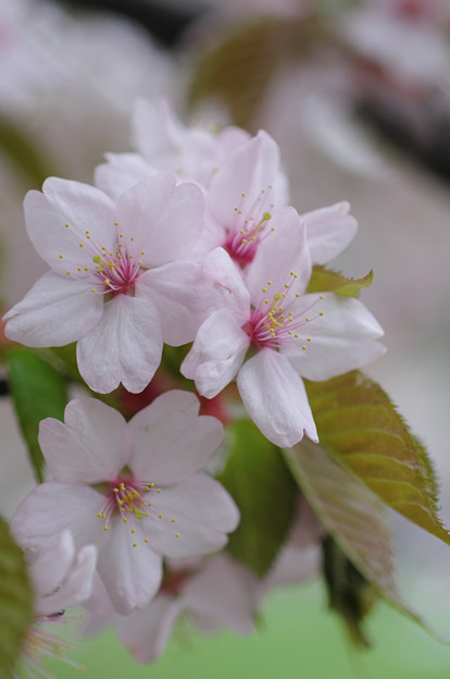 写真: 桜その5