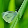写真: 小さめのモンシロ蝶