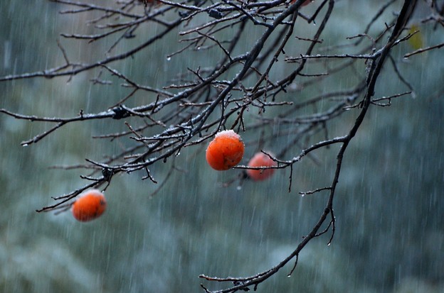 写真: 雪と残り柿s