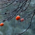 写真: 雪と残り柿s
