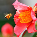 写真: 春蜜蜂