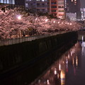 写真: 川と桜