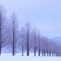 写真: メタセコイア並木（冬２）