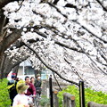 写真: 桜の回廊