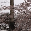 写真: 硫酸工場煙突と桜
