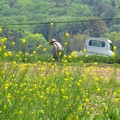 写真: 軽トラのある風景　〜菜の花とお母さんと軽トラ〜