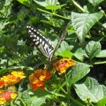 写真: ランタナと蝶