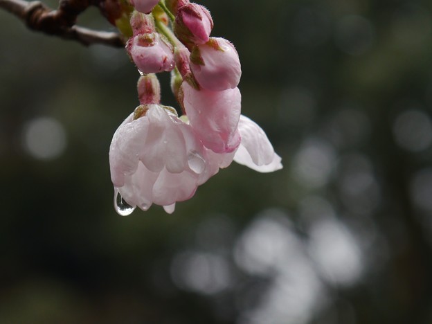 写真: P1030140　水もしたたるいい桜