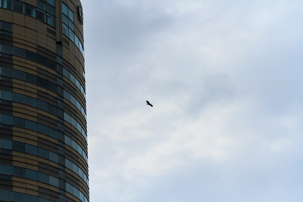 写真: 都市を飛ぶトビ
