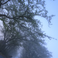 写真: 霧の回廊