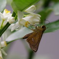 金柑の花と蝶(セセリ)