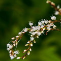 白花桜蓼