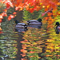 写真: 池畔の紅葉‐2