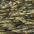 写真: 1　遡上する鮎の大群