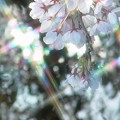 光彩桜