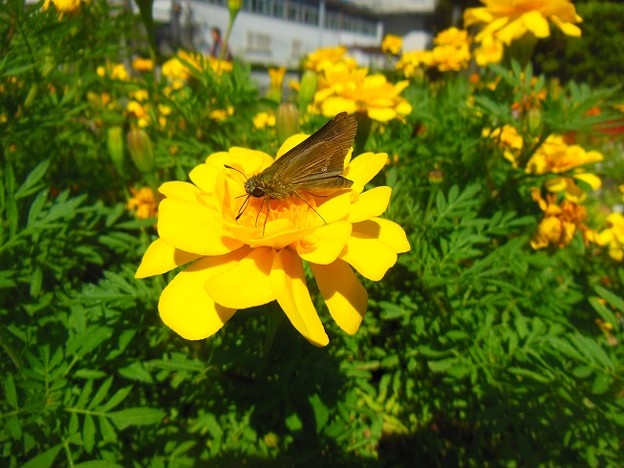 写真: 岡野公園　セセリと花♪