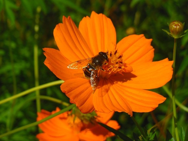 岡野公園　蜂と花