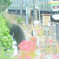 写真: 線路に彩り〜逗子市新宿踏切