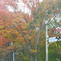 写真: 名城公園の紅葉♪