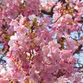 写真: 三浦海岸の河津桜♪