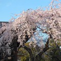 満開の枝垂れ桜〜増上寺