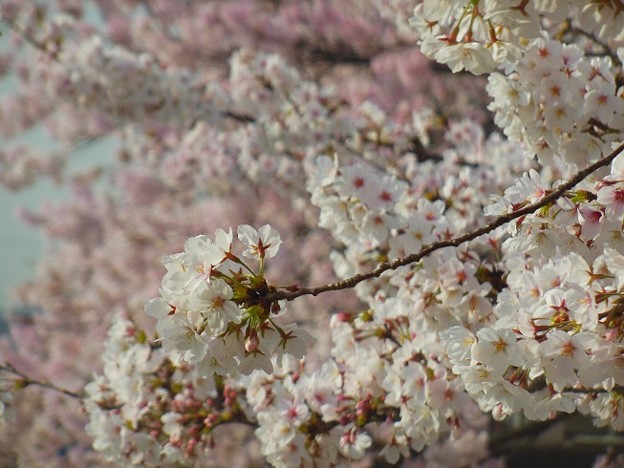 桜〜柏尾川