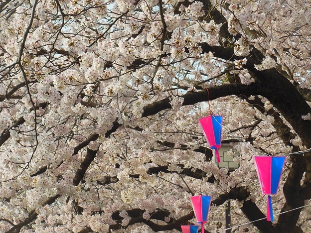 写真: 柏尾川の桜♪