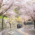 写真: 桜トンネル〜逗子市