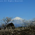 写真: 岩本山公園からの梅と富士山
