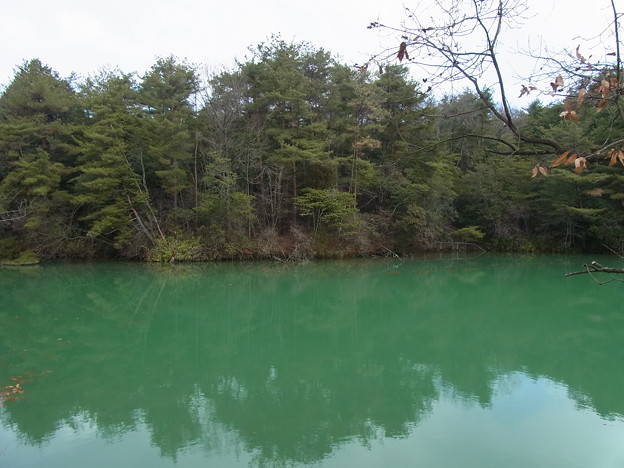 緑の池。