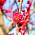 写真: 紅梅の花