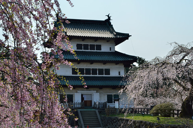 写真: 弘前公園・桜の頃 (7)