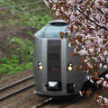 写真: 桜カムイ