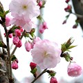 写真: 八重桜４