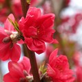 大阪城桃園の桃の花2