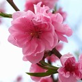 写真: 大阪城桃園の桃の花3
