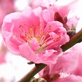大阪城桃園の桃の花4