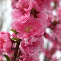 写真: 大阪城桃園の桃の花5