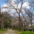 写真: 大阪城の桜1