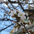 写真: 大阪城の桜2