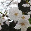 写真: 桜　その1