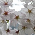 写真: 桜　その2