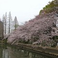 桜　その3
