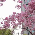 写真: しだれ桜（多分・・・）　その1