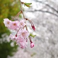 写真: しだれ桜（多分・・・）　その2