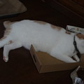 写真: 箱猫5