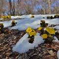 写真: 雪解けに咲く福寿草
