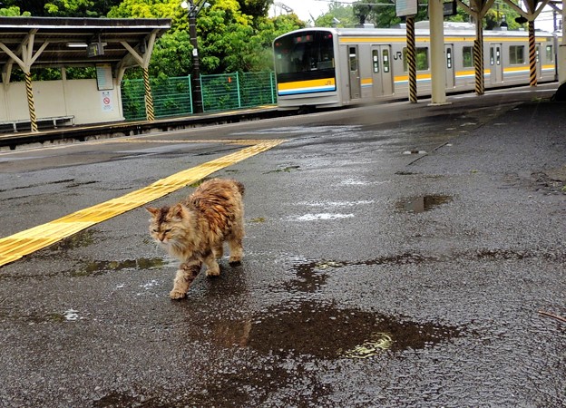 写真: 雨の駅ネコ?